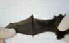 Sau: Cánh dơi liền lại mà không cần dùng đến keo dán hay chỉ may (Ảnh: Wildlifeextra.com)