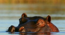 Hà mã Hippopotamus amphibius được Sách đỏ của IUCN xếp vào mức độ dễ bị tổn thương (Ảnh: Tiffany Roufs/Mongabay.com)
