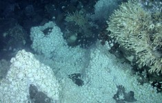 Cua Yeti xanh xám có lông bám đầy các miệng phun thủy nhiệt (Ảnh: Oxford University/Mongabay.com)