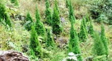 Những cây Bách vàng gần 5 tuổi đang phát triển tốt