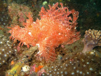 Cá mú mặt quỷ Rhinopias frondosa màu tía ngoài khơi đảo Sulawesi – Indonesia (Ảnh: Jens Petersen/Mongabay)