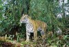 Hổ Sumatra đang là một trong những đối tượng chính của nạn săn trộm (Ảnh: Matt Linkie/FFI)