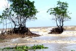 Rừng phòng hộ bị xâm thực (Ảnh: binhthuan.gov.vn)