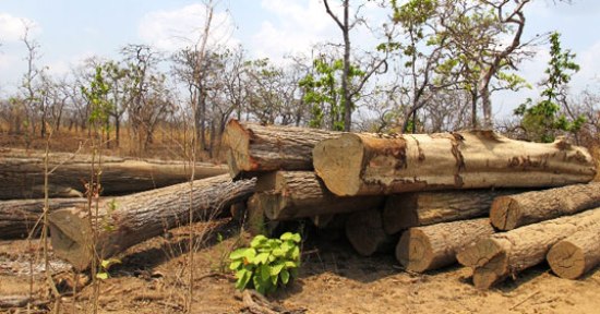 Bãi tập kết 191 lóng gỗ không có dấu búa kiểm lâm tại tiểu khu 227, phát hiện 18-3-2013