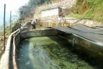 Người dân Sa Pa phải giảm mật độ cá nuôi và dùng vải đen che nắng nóng để cứu cá hồi khỏi bị chết do nắng nóng và thiếu