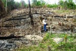 Mất đất do thủy điện, nhiều cánh rừng ở tỉnh Phú Yên bị người dân đốn hạ để lấy đất sản xuất (Ảnh: Hồng Ánh)