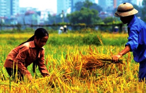 Việt Nam Xanh - Ruộng đất hoang hóa, 70% lao động nông thôn ‘ào’ ra thành phố (Hình 2).