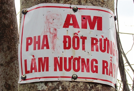 Việt Nam Xanh - Rừng xanh thành… rừng đen (Hình 6).