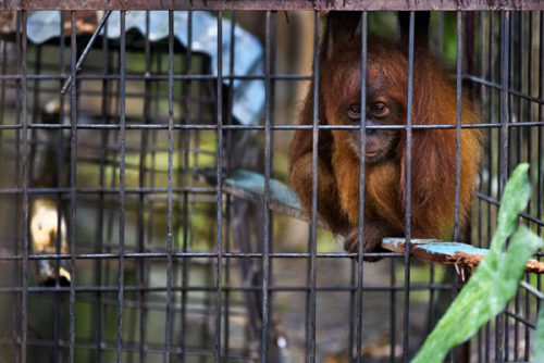Caged orangutan at Limbat’s ‘zoo’ in Kadang, Aceh on the island of Sumatra. Photo by Paul Hilton