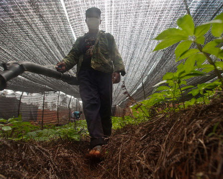 Nông dân phun thuốc trừ sâu trong một vườn trồng nhân sâm ở tỉnh Vân Nam, Trung Quốc (Ảnh: Greenpeace)