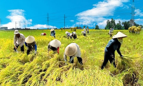 Nông dân Việt Nam ’làm giàu’ cho Trung Quốc