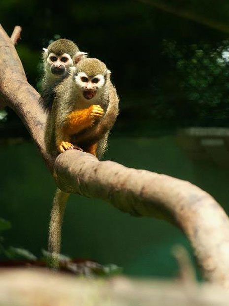 Khỉ sóc (tên khoa học Saimiri sciureus) sống ở rừng nhiệt đới dọc theo lưu vực sông Amazon (Nam Mỹ) được Thảo Cầm Viên tiếp nhận hồi cuối năm 2012 (Ảnh: sgtt.vn)