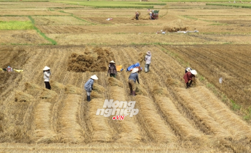 Ra đồng mua rơm khô còn phải nhọc công phụ chủ ruộng bó lúa (Ảnh: nongnghiep.vn)
