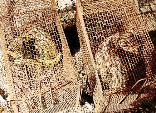 Không chỉ nhốt giữ, mua bán, giết mổ động vật hoang dã, cơ sở Long Nga còn giết mổ thú rừng trong điều kiện dơ bẩn. (Ảnh: Sài Gòn Giải Phóng)
