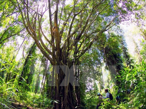 Cây cổ thụ trong Vườn quốc gia U Minh Hạ. (Ảnh: Duy Khương/TTXVN)