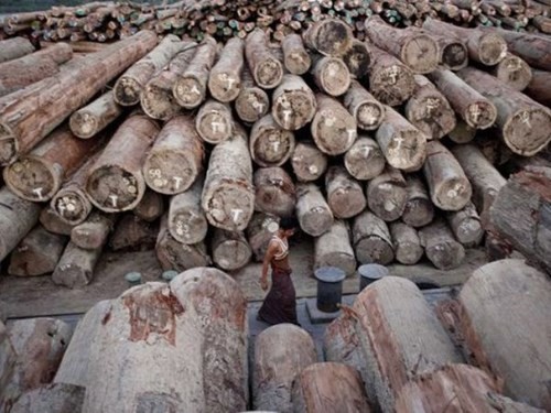 Myanmar đã cấm xuất khẩu gỗ nguyên liệu nhằm cứu vãn những khu rừng còn lại