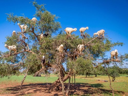 Ở Moroc, cừu leo lên cây để ăn quả. Đối với dân địa phương đây là điều bình thường nhưng với dân du lịch thì đây thực sự là điều sốc (Nguồn: Lonely Planet)