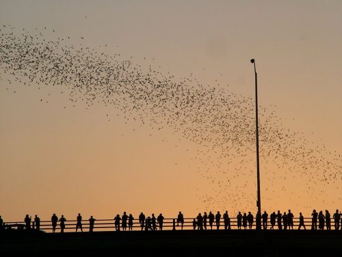 Màn trình diễn âm thanh vào mùa Hè của 1,5 triệu con dơi bay qua Texas. (Nguồn: BBC Travel)