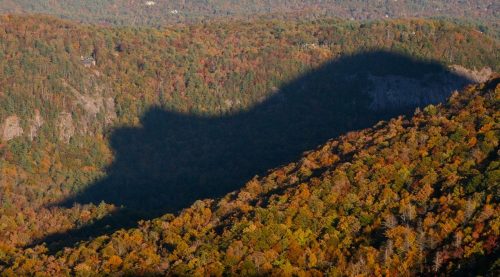 Cashier là thị trấn ở miền Trung vùng núi Blue Ridge. Cứ 30 phút một lần từ sau 5 giờ 30 phút chiều vào cuối tháng 10 tới đầu tháng 11 và giữa tháng Hai tới đầu tháng Ba, mọi người có thể nhìn thấy bóng con gấu lớn trên rừng. (Nguồn: Huffington Post)