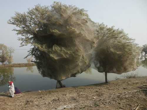 Sau một trận lũ ở Pakistan năm 2010, hàng triệu con nhện đã bám vào cây và kết tơ vào cành. (Nguồn: National Geographic)