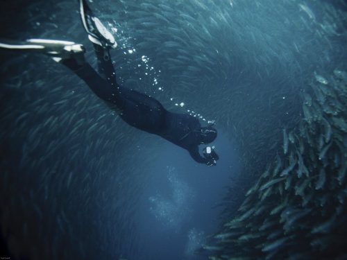 Cảnh tượng tuyệt đẹp được hình thành từ hàng triệu con cá mòi bơi từ vùng nước lạnh Nam Phi sang bờ biển KwaZulu-Natal. (Nguồn: Daily Mail)