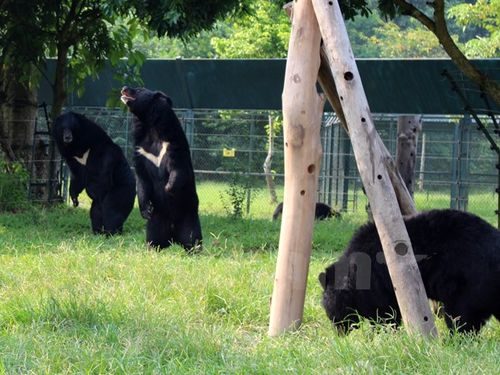 Đa số các cá thể gấu khi được “giải cứu” về trung tâm cứu hộ đều trong tình trạng sức khỏe rất yếu, nhiều cá thể bị mù mắt, cụt chi (Ảnh: Hùng Võ/Vietnam+)