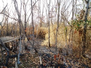 Khu rừng phòng hộ Dầu Tiếng vừa bị cháy đầu tháng 3/2016. (Ảnh: Lê Đức Hoảnh/TTXVN)