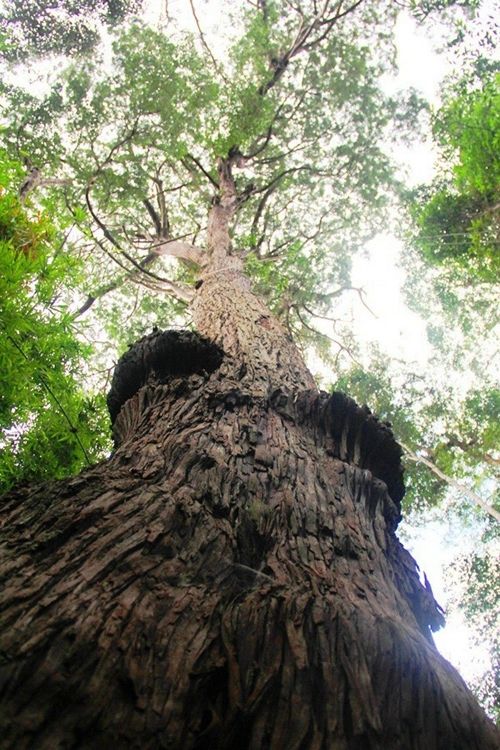 Một trong số cây Pơ mu công nhận Di sản Việt Nam ở huyện Tây Giang.