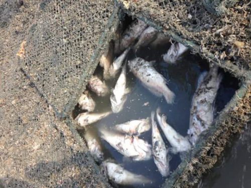 Cá lại tiếp tục chết vào chiều 13-6 ở thị xã Sông Cầu (Phú Yên)