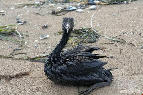 Một chú chim bị “tẩm dầu” sau một vụ tràn dầu trên biển (Ảnh: greenpeace.org)
