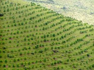 Quyết tâm khôi phục và phát triển rừng bền vững - Ảnh minh họa 