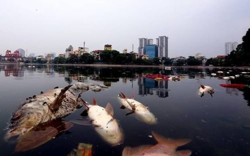 Hồ điều hòa không khí và cảnh quan nội đô Hà Nội bị ô nhiễm nặng (Trong ảnh cá chết nổi trắng hồ Ngọc Khánh)