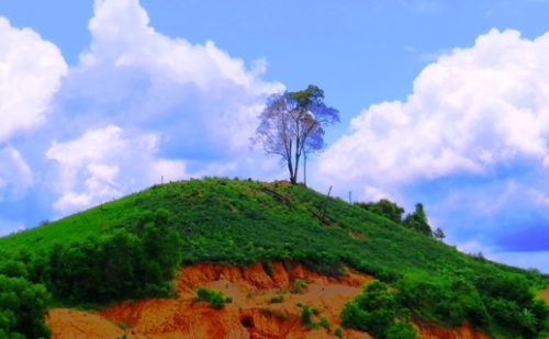 Nhiều diện tích rừng tự nhiên của huyện A Lưới, tỉnh Thừa Thiên - Huếtrơ trụi bởi nạn phá rừng.