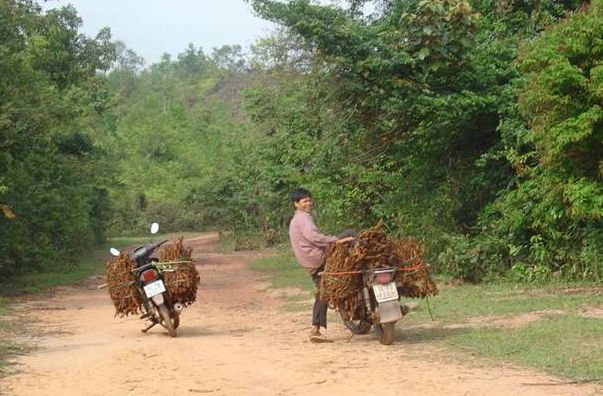 Việt Nam trước nguy cơ cạn kiệt nguồn tài nguyên cây thuốc