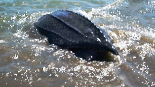 Rùa quý đã được thả về biển