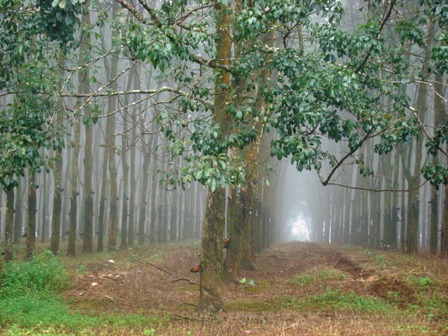 Lào sắp bội thu cây cao su