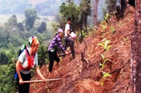 Hỗ trợ nông dân trồng rừng và tiêu thụ nguyên liệu
