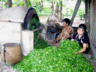 Xử lý nghiêm các cơ sở sản xuất chè trộn tạp chất