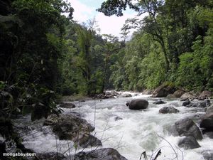 Đưa rừng mưa Honduras, Sumatra vào danh sách di sản bị đe dọa