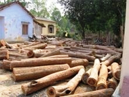 Giả danh du khách để phá rừng