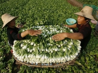 Làm sao nuôi sống nhân loại mà không phá hủy Trái đất?