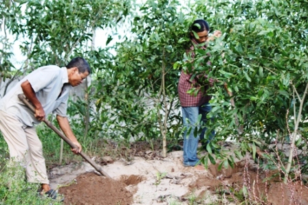 Phủ xanh miền cát trắng