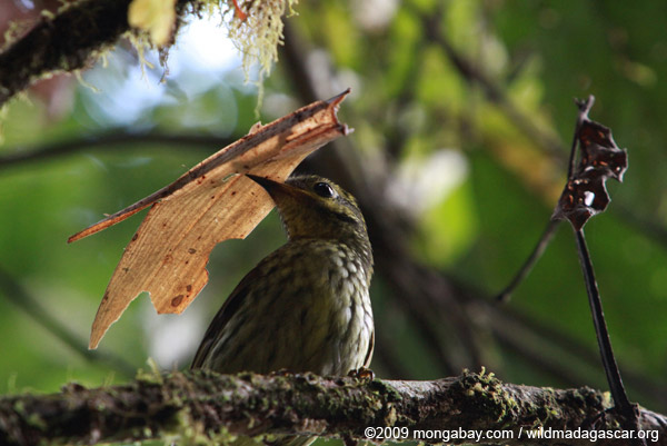Chim Philepitta castanea