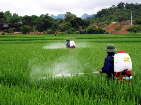 Lào Cai sử dụng thuốc bảo vệ thực vật tràn lan