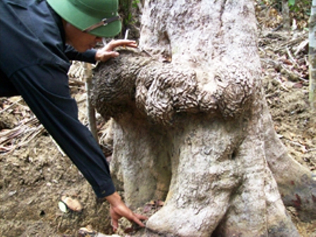 Phú Yên truy quét nạn “săn” trầm