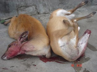 Rừng đặc dụng Ea Sô trước nguy cơ “rỗng ruột”