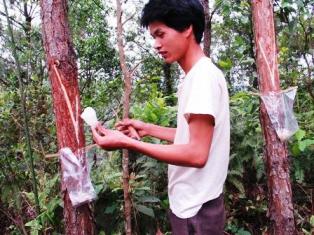 Khai thác thông non – lợi trước mắt, hại lâu dài