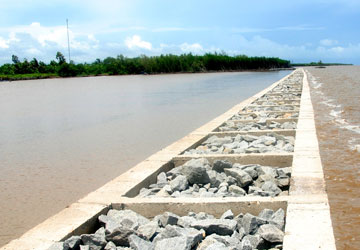 Cà Mau: “Dẫn” rừng ra biển
