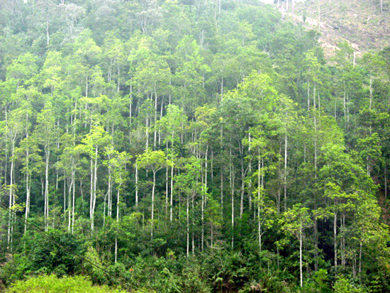 Năm 2012 phải trồng 250.000ha rừng