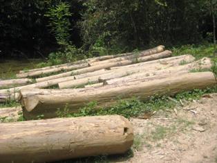 Đắk Lắk: Lập dự án trồng rừng để tận thu lâm sản